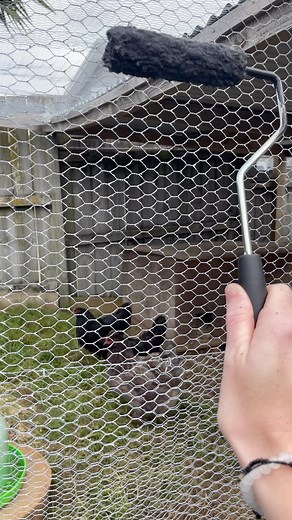 Did you know if you paint your chicken wire ‘black’ you can see through it! How cool! The kids and I had fun today painting the chicken coop. We used @duluxnz black paint of course! | Step Inside