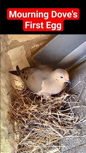 Mourning Dove Lays Her First Egg | Checking the Egg #mourningdove #laying #egg