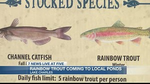 Louisiana Wildlife and Fisheries stocking Rainbow Trout in local ponds