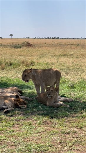 1.4K views · 10K reactions | Witness the Circle of Life unfold in...