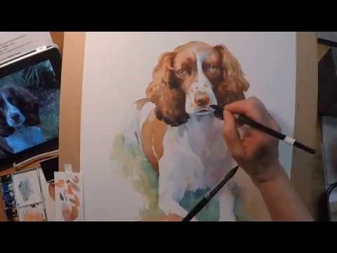 Calle - a Springer Spaniel in Watercolor
