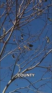 Could Arkansas see snow this winter? | Here's what persimmon seeds can tell us about it