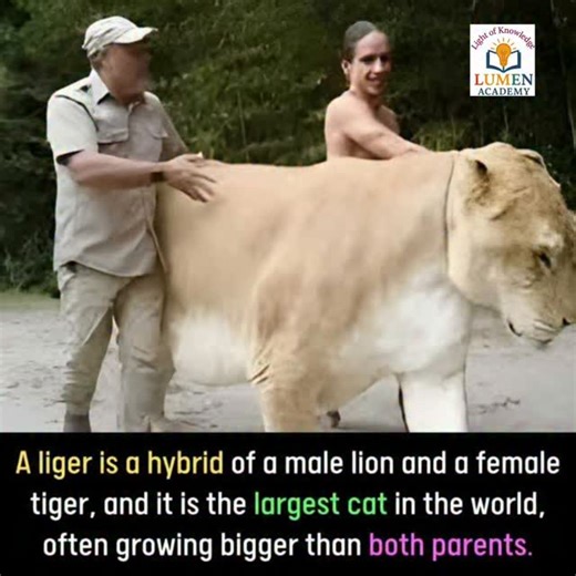 Lumen Academy on Instagram: "A liger is a big cat that comes from a male lion and a female tiger. It is a hybrid, which means it is born when two different kinds of big cats mate. Ligers do not usually happen in the wild because lions and tigers live in different places. Most ligers are born in zoos or private collections where people keep both parent animals close together. Ligers can grow very large, even bigger than either the lion or the tiger parent. They are often the biggest cats in the w