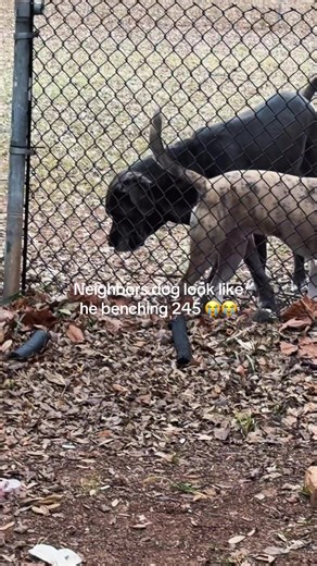 My neighbor dogs are literally to damn big to be outside like dhet 😭🥺 Help!!!!! #dog #greatdanesoftiktok #fyp