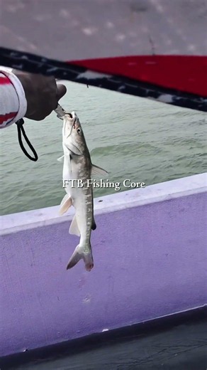 FTB Core pt.10 #floridafishing #saltwaterfishing #thebayisbeautiful #letscatchafish #fypシ #fishing
