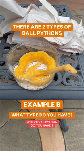 Which type of Ball Python do you have!?!
