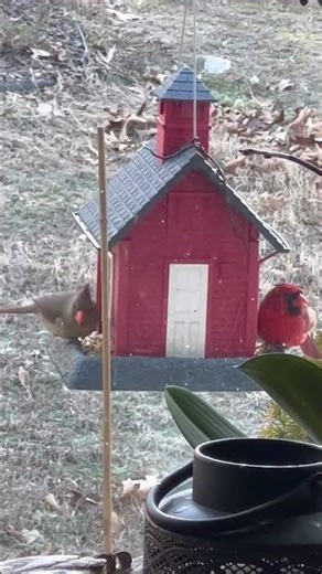 Female and male cardinal #wildlife #shorts