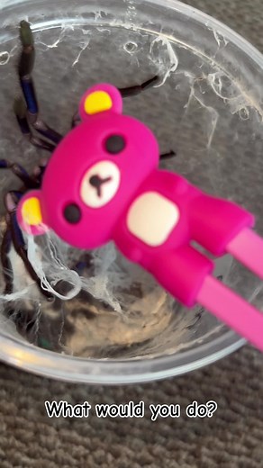 What would you do in this situtation? #fyp #tarantula