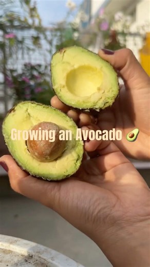 Growing an Avocado through seed 🌱