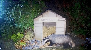 19K views · 1.9K reactions | So beautiful to see Big Boy Patch arriving with one of the cubs 說說❤️ | Mr Lumpy & Friends. | Facebook