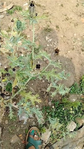 ଏ ଗଛ ନାଁ କଣ comment କରିବେ #quations