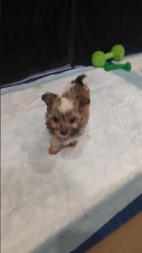 Havanese Puppies Playing