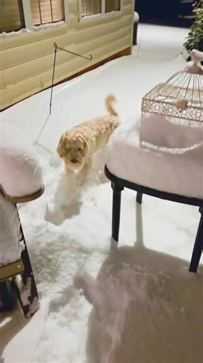 Lambeau: Panking the snow down #cockapoo