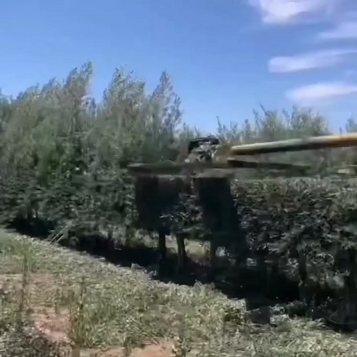 Harvester Working on Dense Green Hedge