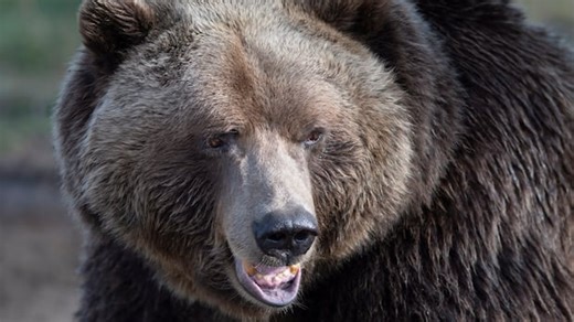 B.C. students, teacher injured in Bella Coola grizzly attack