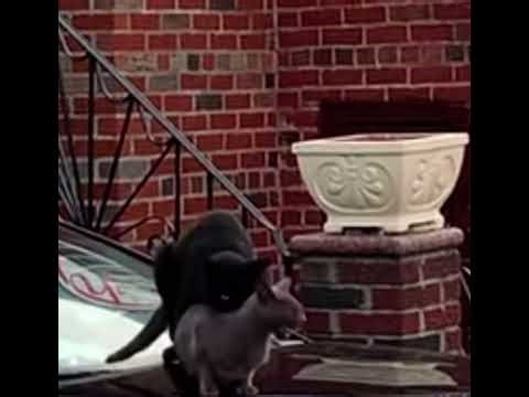 Female Cat scream @ partner - she done # NoMoreMr#mating