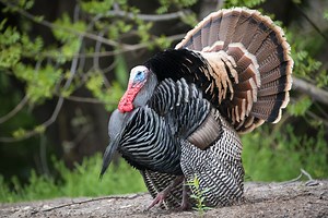 Minnesota Turkey Season Dates and Regulations to Know for 2023