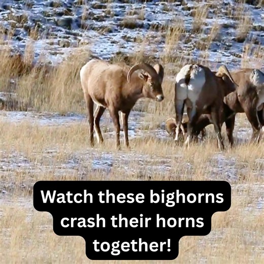 BIGHORNS CRASHING HORNS, YELLOWSTONE PARK. The other day we captured these bighorn sheep crashing their horns together near Yellowstone Park. Their mating season is still going strong. LET US PLAN YOUR NATIONAL PARK VACATION: www.EnjoyYourParksTravel.com. | Glacier Park, Yellowstone Park, Grand Teton National Park