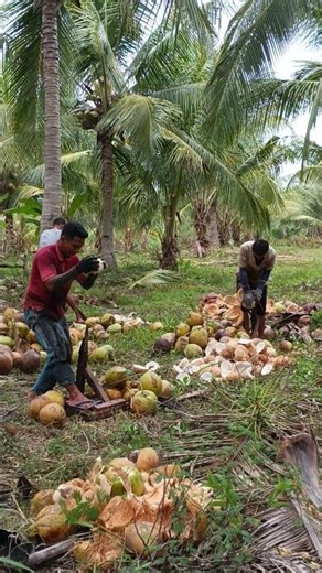 coconut peeling wholesale #coconutharvest #coconutfarmers #coconutpelling