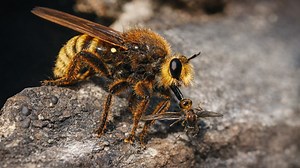 This fly is more dangerous than it looks