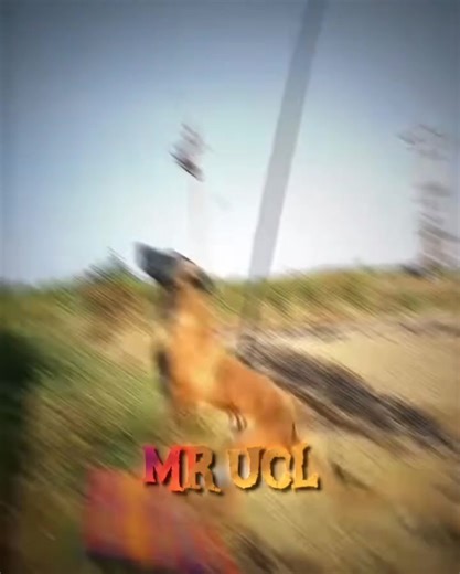 MR UCL (@mr.ucl17)’s videos with original sound - MR UCL