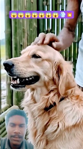 #puppy #goldenretriever #respect #love #jaidmeel #cartoon #cute #parkour #respectreaction