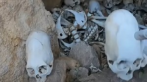 Workers unearthed giant human bones - then the discovery suddenly disappeared