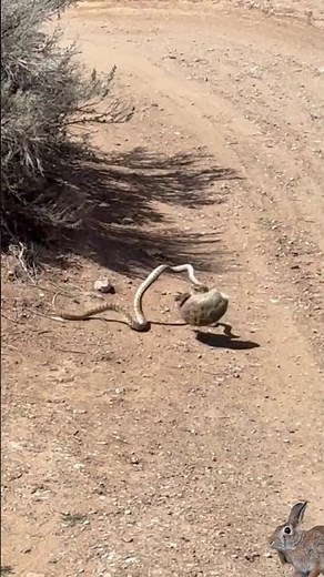 rabbit vS snake