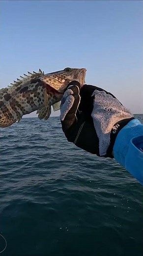 GROUPER CATCH AND RELEASE
