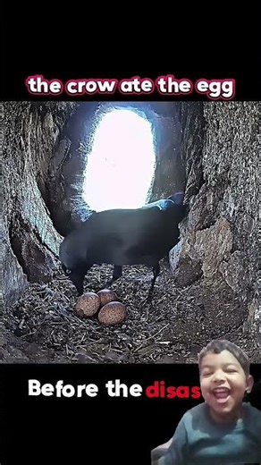 crow get inside agg break #animals #music #funny #babytoons #cartoon #cute