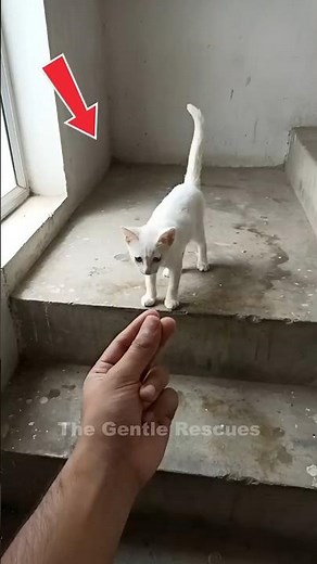 This tiny white kitten was homeless, now he’s safe