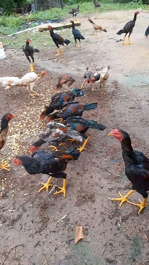 92K views · 1.2K reactions | #Matriz #Jack #pintinhos #ovos #frangos #galos #barbudos #qualidade #so # #top | cocheira galos Moura | Facebook