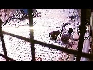Caught on camera: Monkey gang attacks man in UP, forces him to the ground