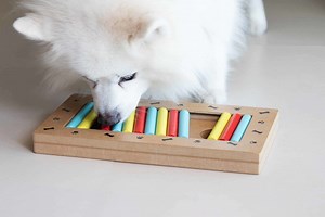5 interactive dog toys to keep your dog mentally stimulated