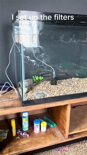 Setting up my baby red tail catfish tank