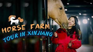 Visiting China's largest exhibit base for Akhal-Teke horses in Xinjiang