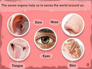 Class 5 : EVS | Sense Organs