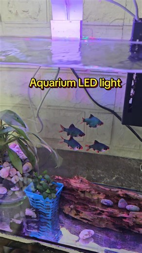 Best LED Lights for Aquariums: Enhance Your Fish Tank