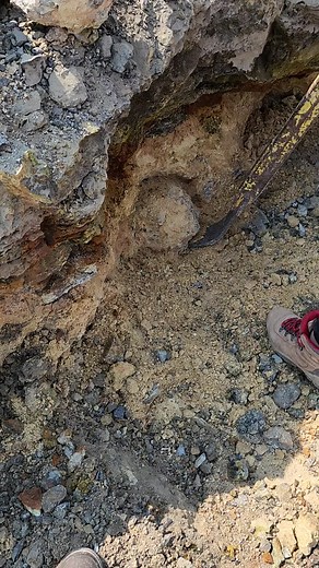 My friend dug out a 75 pound thunderegg or geode in oregon state!! we're going to cut it soon! ~with @thatrockhoundmom #agate #rockhunting #thunderegg #oregon #agate #pnw #digging #rocks #rockhound #fyp