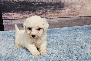 Susie Q - Bichon Frise Puppy BECC85