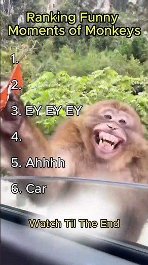 Funny Monkey Clips 🐒😂 #monkey #monkeyvideo