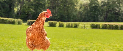 Adopt a Chicken as a Gift in the UK • Sponsor a Chicken Today