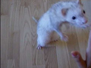 Ferret Tricks (6 tricks "Hi 5", "Rollover" and more)