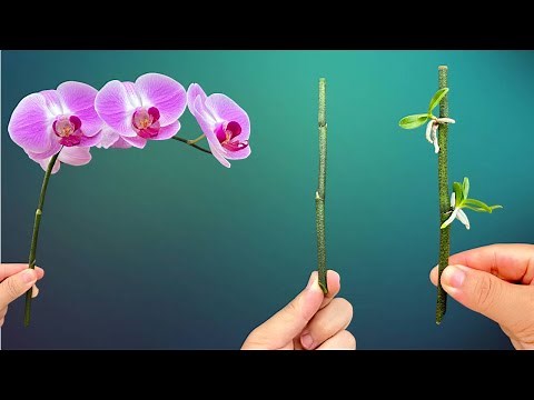 It's so simple to propagate two orchid seedlings right on the orchid stem.