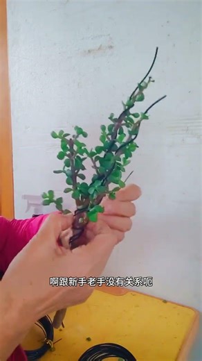 Transform a Single Branch into a Majestic Bonsai Umbrella - DIY Guide