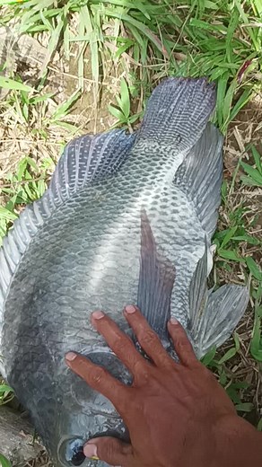 Tutorial Memancing Ikan Mujair - Nila Bundle dan Reel Pancing Murah