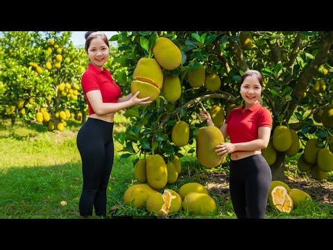 Harvesting 10,000+ Giant Jackfruits in the Wild – How To Climb A Tree To Pick Fruit | Han Harvesting