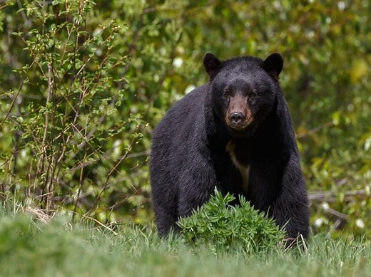 Where The Bears Are In Connecticut: Town-By-Town Data