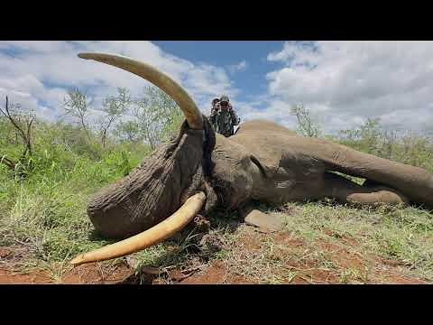 Zander Osmers Safaris Elephant hunt HD