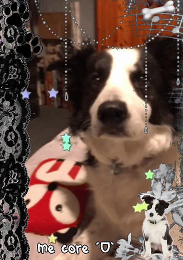 Adorable Border Collie Puppy Moments